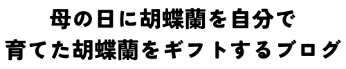 母の日に胡蝶蘭を自分で育てた胡蝶蘭をギフトするブログ